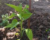 Foto del paso 4 de la receta: Semillas de Morrón Para la huerta