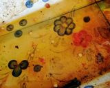 Foto del paso 5 de la receta: Pintxo de morcilla