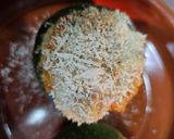 Foto del paso 9 de la receta Calabacín relleno de crema de mejillones y gambas
