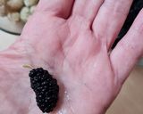Foto del paso 1 de la receta: Agua de moras y albahaca 🌱 Agua saborizada y refrescante de moras blancas y negras con albahaca 🌱