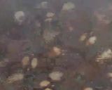Gambar langkah 9 resipi Kerang masak kicap pekat likat.