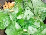 Tumis Bayam