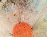 Foto langkah ke 2 dari resep Pancake Tomat.