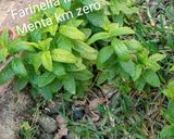 Foto del passaggio 4 della ricetta Polpette di melanzane km zero filanti alla Pugliesefilanti👩‍🍳🏡🦁❤️
