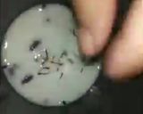 A picture of step 2 of Dry fruits milkshake.