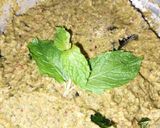 புதினா துவையல் ரெசிபி ஸ்டேப் 2 புகைப்படம்
