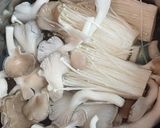 Hình bước làm 1 của món Đậu non, tempeh chiên sốt nấm kim châm