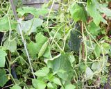 A picture of step 2 of Sweet and sour pickled cucumber.