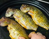 A picture of step 1 of Tilapia Fish Kalia/Curry.