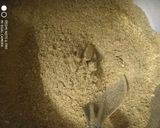 A picture of step 5 of Bitter gourd herbal powder.