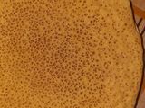 بغرير