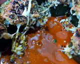 Foto del paso 9 de la receta: Calabacín relleno de atún