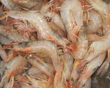 Foto del paso 2 de la receta: Tosta de alioli y gambas