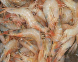 Foto del paso 2 de la receta: Tosta de alioli y gambas
