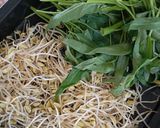 Foto langkah ke 1 dari resep Sayur Asem Surabaya.