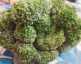 A picture of step 2 of Broccoli fry.