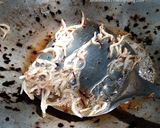 Foto langkah ke 2 dari resep Terong Sambal Teri.