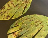 Foto del paso 2 de la receta: Nopal asado con requesón y flor de jamaica