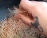 Foto del paso 2 de la receta: PILAF VEGANO (🌱)