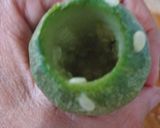 Foto del paso 2 de la receta: Calabacitas rellenas