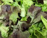 Foto langkah ke 1 dari resep Symphony Lettuce Salad.