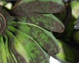 Foto langkah ke 1 dari resep Keripik Pisang Karamel.