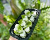Hình bước làm 3 của món Rau câu lá dứa cốt sữa dừa