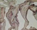 Foto del paso 1 de la receta Calamares rebozados