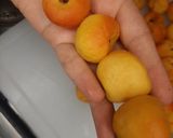 Foto del paso 5 de la receta: Tejocotes en miel