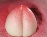 Foto langkah ke 8 dari resep Peach Pau.