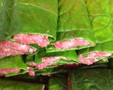 Hình bước làm 3 của món Đổi vị với món cuốn - bò lá lốt nướng