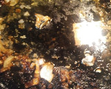 A picture of step 9 of Roasted Buttermilk Chicken.
