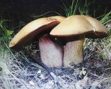 Foto del passaggio 1 della ricetta Riso e funghi Light