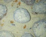 A picture of step 5 of Sardine balls.