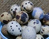 Foto langkah ke 1 dari resep Sate Telur Puyuh.