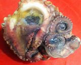 Foto del paso 1 de la receta Caldoso de pulpo con pimentón agridulce