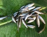 Hình bước làm 1 của món Cá Lòng Tong Kho Khô