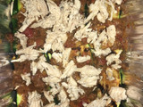 Pastelón de pollo y zuchinni -keto