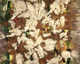 Foto del paso 10 de la receta: Pastelón de pollo y zuchinni -keto