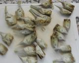 Foto del paso 4 de la receta Alcachofas con almejas