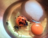 Foto del paso 2 de la receta Magdalenas de arándanos y mascarpone con amaretto