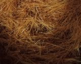 A picture of step 2 of Vermicelli recipe🍝.