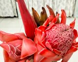 Foto langkah ke 1 dari resep Sambel baby cumi asin kecombrang.