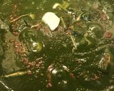 A picture of step 8 of Dhaba Style Palak Paneer (spinach with Indian cottage cheese).