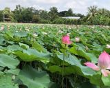 Hình bước làm 3 của món Canh sườn hầm củ sen của Nhà Hàng Xóm