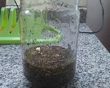 Foto del paso 6 de la receta: Berenjenas al escabeche!!!
