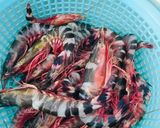 Hình bước làm 1 của món Tôm hấp nước dừa