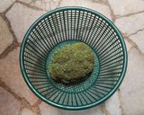 Foto langkah ke 1 dari resep Telur Sarang Sayur.