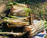 Foto del paso 1 de la receta: Calçots rebozados con salsa romesco y allioli