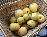 Une image de l'étape 1 de Compote de pommes à la vanille des marquises.